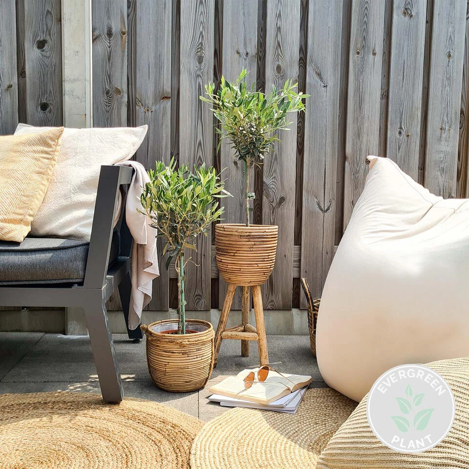 Olea Europaea - Olijfboom Op Stam - ⌀14 Cm - ↕40-50 Cm 2 Olea Europaea - Olijfboom Op Stam - ⌀14 Cm - ↕40-50 Cm - Afbeelding 2