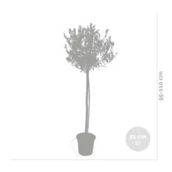 Olea Europaea - Olijfboom Op Stam - ⌀21 Cm - ↕95-110 Cm -Goedkope Planten winkel 1000010512 0102