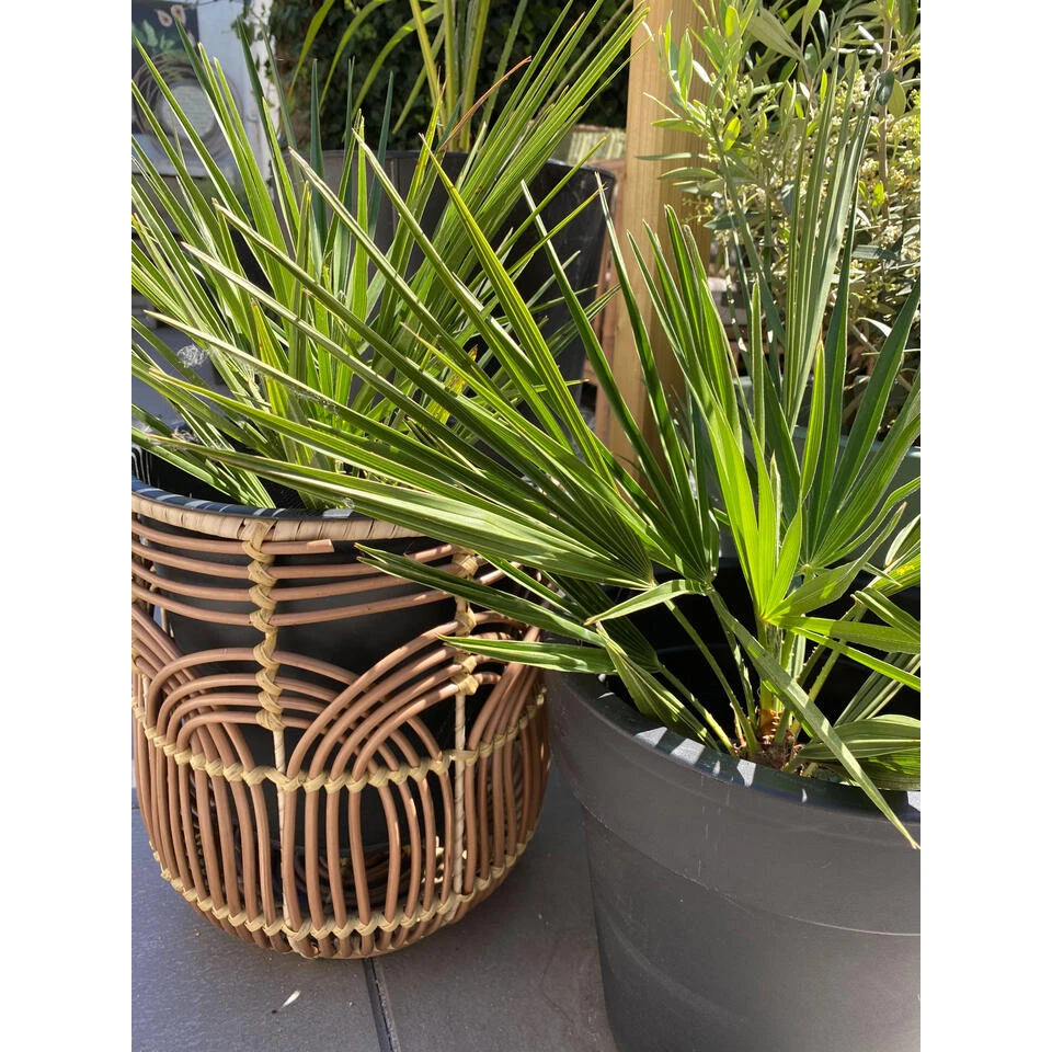 2x Chamaerops 'Humilis' - Buitenplant ⌀19 Cm - ↕50-60 Cm 2 2x Chamaerops 'Humilis' - Buitenplant ⌀19 Cm - ↕50-60 Cm - Afbeelding 2