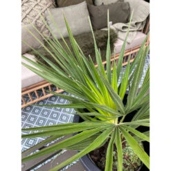 2x Chamaerops 'Humilis' - Buitenplant ⌀19 Cm - ↕50-60 Cm 6 2x Chamaerops 'Humilis' - Buitenplant ⌀19 Cm - ↕50-60 Cm -Goedkope Planten winkel 1000010513 0102