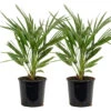 2x Chamaerops 'Humilis' - Buitenplant ⌀19 Cm - ↕50-60 Cm