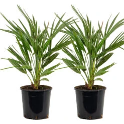 2x Chamaerops 'Humilis' - Buitenplant ⌀19 Cm - ↕50-60 Cm