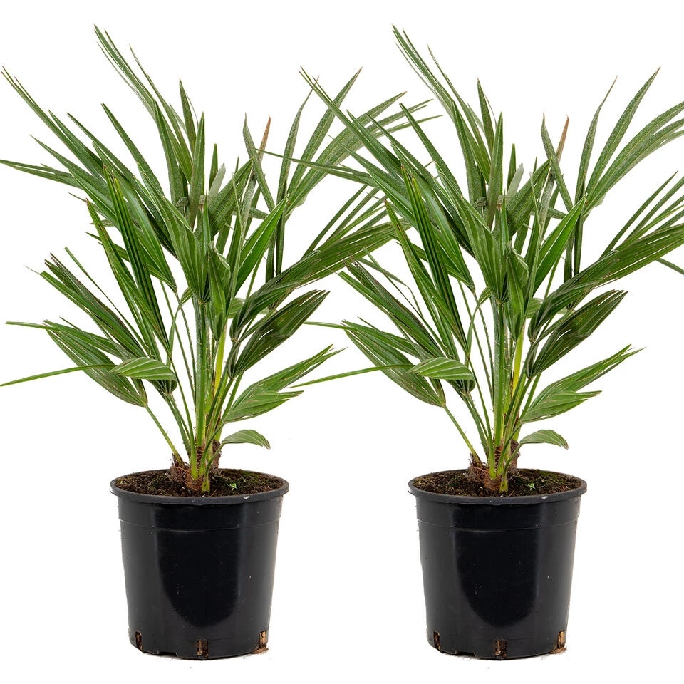 2x Chamaerops 'Humilis' - Buitenplant ⌀19 Cm - ↕50-60 Cm 1 2x Chamaerops 'Humilis' - Buitenplant ⌀19 Cm - ↕50-60 Cm