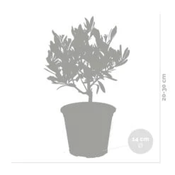 2x Olea Europaea - Olijfboom - ⌀14 Cm - ↕20-30 Cm -Goedkope Planten winkel 1000010515 0102