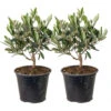 2x Olea Europaea - Olijfboom - ⌀14 Cm - ↕20-30 Cm 9 2x Olea Europaea - Olijfboom - ⌀14 Cm - ↕20-30 Cm -Goedkope Planten winkel 1000010515