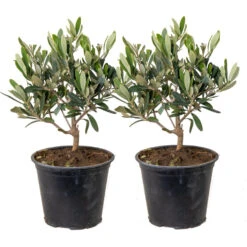 2x Olea Europaea - Olijfboom - ⌀14 Cm - ↕20-30 Cm