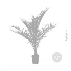 2x Phoenix Canariensis - Canarische Dadelpalm - ⌀19 Cm - ↕80-100 Cm -Goedkope Planten winkel 1000010518 0102