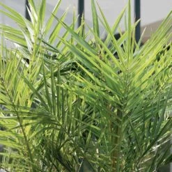 2x Phoenix Canariensis - Canarische Dadelpalm - ⌀19 Cm - ↕80-100 Cm -Goedkope Planten winkel 1000010518 0103