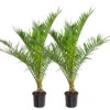 2x Phoenix Canariensis - Canarische Dadelpalm - ⌀19 Cm - ↕80-100 Cm -Goedkope Planten winkel 1000010518
