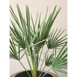 2x Chamaerops 'Humilis' - Buitenplant ⌀21 Cm - ↕60-70 Cm -Goedkope Planten winkel 1000010521 0102