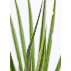 2x Chamaerops 'Humilis' - Buitenplant ⌀21 Cm - ↕60-70 Cm -Goedkope Planten winkel 1000010521 0103