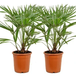 2x Chamaerops 'Humilis' - Buitenplant ⌀21 Cm - ↕60-70 Cm
