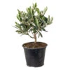 Olea Europaea - Olijfboom - ⌀14 Cm - ↕20-30 Cm -Goedkope Planten winkel 1000010523