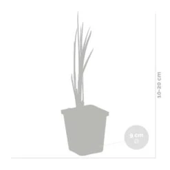 Acorus Calamus – Kalmoes – ⌀09cm - ↕10-20 Cm -Goedkope Planten winkel 1000010528 0102