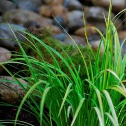 Acorus Calamus – Kalmoes – ⌀09cm - ↕10-20 Cm -Goedkope Planten winkel 1000010528 0103