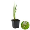 Acorus Calamus – Kalmoes – ⌀09cm - ↕10-20 Cm -Goedkope Planten winkel 1000010528