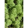 Myriophyllum 'Red Stem' – Vederkruid – ⌀11 Cm - ↕15-25 Cm -Goedkope Planten winkel 1000010530