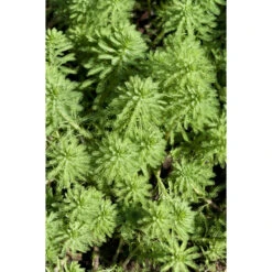 Myriophyllum 'Red Stem' – Vederkruid – ⌀11 Cm - ↕15-25 Cm