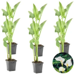6x Witte Aronskelk - Zantedeschia 'Aethiopica' - Vijverplant ⌀9 Cm -Goedkope Planten winkel 1000010534 0103