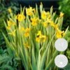 3x Iris 'Pseudacorus' – Gele Lis – Zone 2-3 – ⌀9cm - ↕20-30cm -Goedkope Planten winkel 1000010535