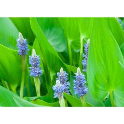Snoekkruid - Pontederia 'Cordata' 3x - Vijverplant ⌀9 Cm - ↕15 Cm -Goedkope Planten winkel 1000010536 0102