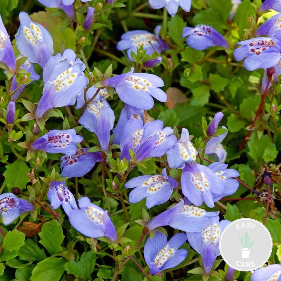 Mazus Reptans – Blauwe Mazus – ⌀09cm - ↕15-25 Cm 2 Mazus Reptans – Blauwe Mazus – ⌀09cm - ↕15-25 Cm - Afbeelding 2