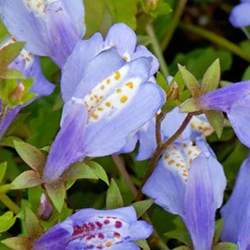 Mazus Reptans – Blauwe Mazus – ⌀09cm - ↕15-25 Cm 4 Mazus Reptans – Blauwe Mazus – ⌀09cm - ↕15-25 Cm - Afbeelding 4