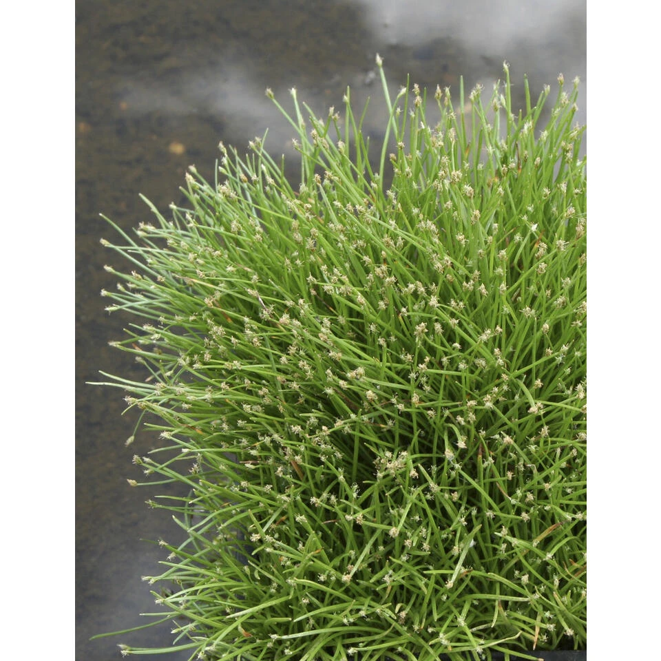 Naaldgras - Scirpus 'Cernuus' - Vijverplant Zuurstofplant ⌀11 Cm 2 Naaldgras - Scirpus 'Cernuus' - Vijverplant Zuurstofplant ⌀11 Cm - Afbeelding 2