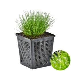 Naaldgras - Scirpus 'Cernuus' - Vijverplant Zuurstofplant ⌀11 Cm