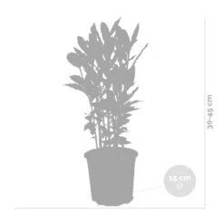 2x Laurus Nobilis - Keukenlaurier - ⌀15 Cm - ↕30-45 Cm -Goedkope Planten winkel 1000010540 0102