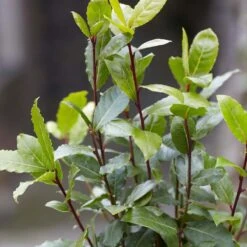 2x Laurus Nobilis - Keukenlaurier - ⌀15 Cm - ↕30-45 Cm -Goedkope Planten winkel 1000010540 0103