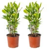 2x Laurus Nobilis - Keukenlaurier - ⌀15 Cm - ↕30-45 Cm -Goedkope Planten winkel 1000010540