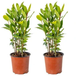 2x Laurus Nobilis - Keukenlaurier - ⌀15 Cm - ↕30-45 Cm