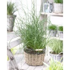 3x Juncus Spiralis – Kurkentrekkersgras – ⌀09cm - ↕30-40 Cm -Goedkope Planten winkel 1000010542 0102