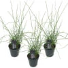 3x Juncus Spiralis – Kurkentrekkersgras – ⌀09cm - ↕30-40 Cm 7 3x Juncus Spiralis – Kurkentrekkersgras – ⌀09cm - ↕30-40 Cm -Goedkope Planten winkel 1000010542