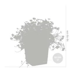 2x Hydrocotyle Variegata – Bonte Waternavel – ⌀11cm - ↕15-25 Cm -Goedkope Planten winkel 1000010543 0102