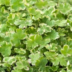 2x Hydrocotyle Variegata – Bonte Waternavel – ⌀11cm - ↕15-25 Cm -Goedkope Planten winkel 1000010543 0103