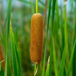 3x Typha Latifolia - Grote Lisdodde - ⌀9 Cm - ↕15-25 Cm -Goedkope Planten winkel 1000010544 0103