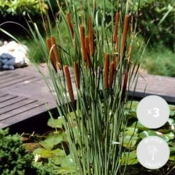 3x Typha Latifolia - Grote Lisdodde - ⌀9 Cm - ↕15-25 Cm