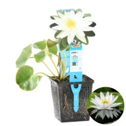 Nymphaea 'Marliacea Albida' – Waterlelie – ⌀11 Cm - ↕25-35 Cm
