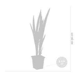 6x Iris 'Versicolor' – Wilde Iris – ⌀9 Cm - ↕20-30 Cm -Goedkope Planten winkel 1000010548 0102