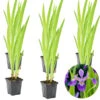 6x Iris 'Versicolor' – Wilde Iris – ⌀9 Cm - ↕20-30 Cm -Goedkope Planten winkel 1000010548