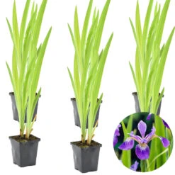 6x Iris 'Versicolor' – Wilde Iris – ⌀9 Cm - ↕20-30 Cm