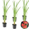 6x Rode Kafferlelie - Schizostylis 'Coccinea' - Vijverplant ⌀9 Cm 8 6x Rode Kafferlelie - Schizostylis 'Coccinea' - Vijverplant ⌀9 Cm -Goedkope Planten winkel 1000010549