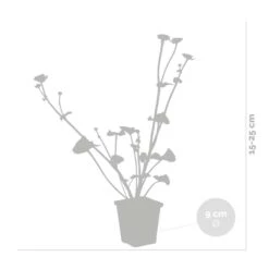 Caltha Palustris – Dotterbloem – ⌀09cm - ↕15-25 Cm -Goedkope Planten winkel 1000010553 0102