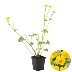 Caltha Palustris – Dotterbloem – ⌀09cm - ↕15-25 Cm