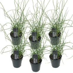 6x Juncus Spiralis – Kurkentrekkersgras – ⌀09cm - ↕30-40 Cm