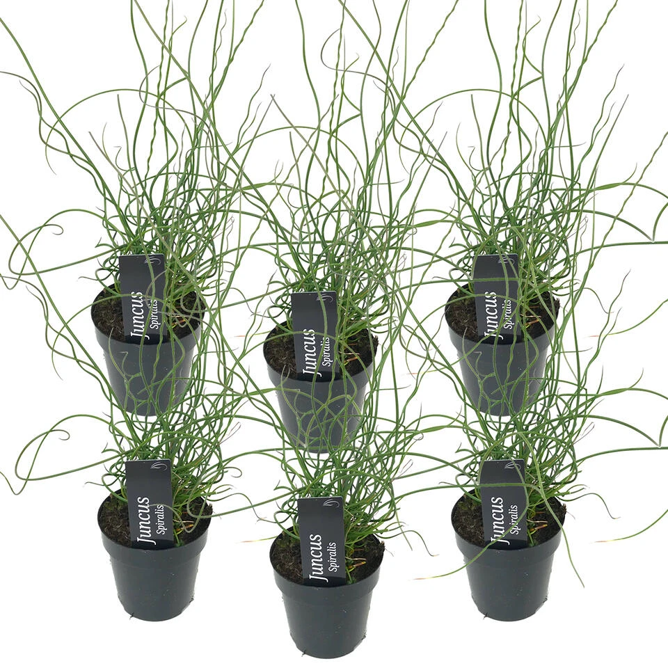 6x Juncus Spiralis – Kurkentrekkersgras – ⌀09cm - ↕30-40 Cm 1 6x Juncus Spiralis – Kurkentrekkersgras – ⌀09cm - ↕30-40 Cm