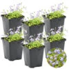 6x Mazus Reptans – Blauwe Mazus – ⌀09cm - ↕15-25 Cm -Goedkope Planten winkel 1000010556