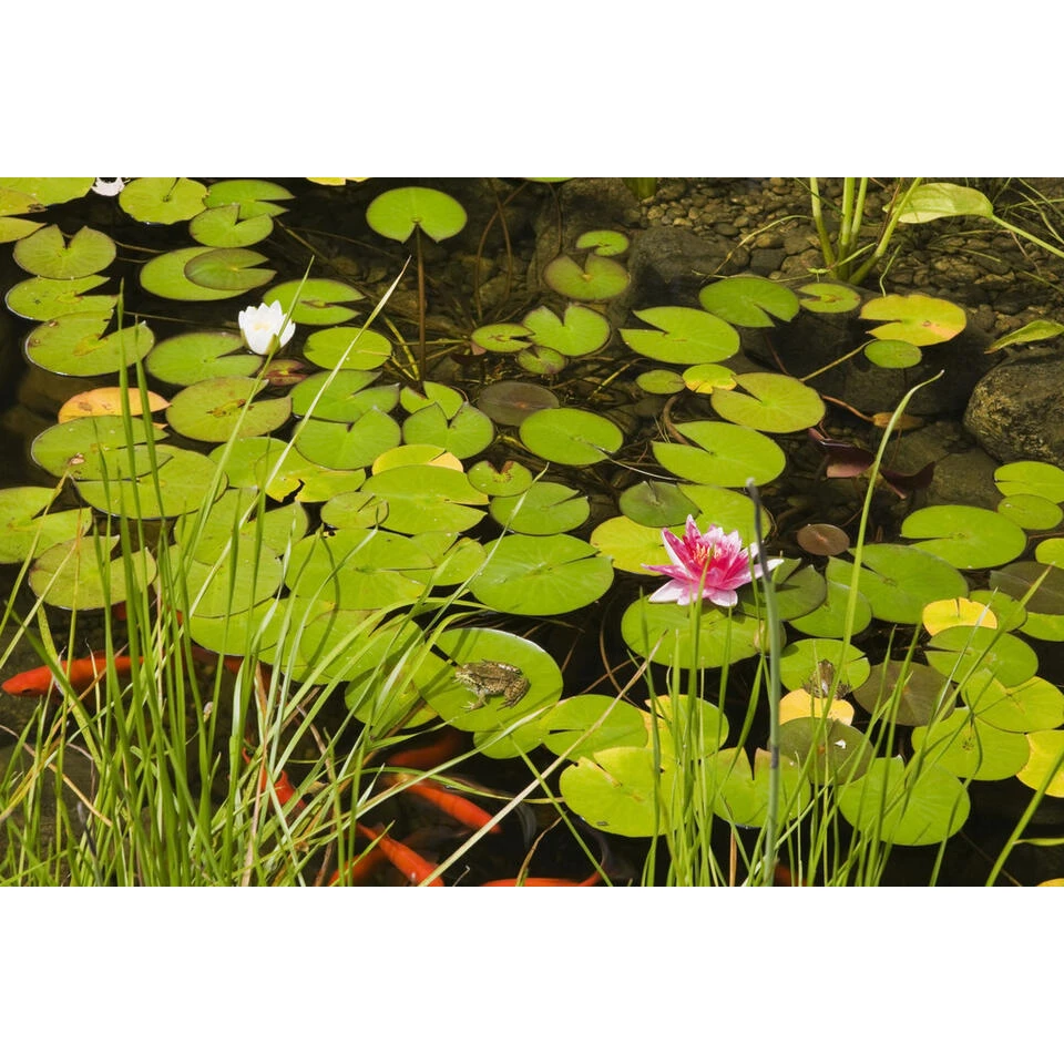 2x Nymphaea 'Attraction' – Waterlelie – ⌀11 Cm - ↕25-35 Cm 2 2x Nymphaea 'Attraction' – Waterlelie – ⌀11 Cm - ↕25-35 Cm - Afbeelding 2